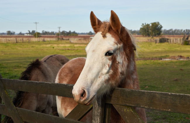 Hestia at San Antonio de Areco - Foto 59