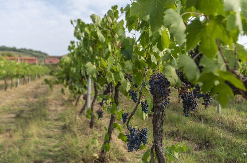 Photo 26 - Agriturismo Le Case Rosse di Montebuono