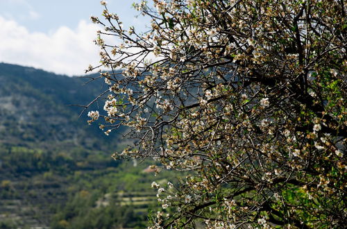 Photo 20 - The Old Olive Mill