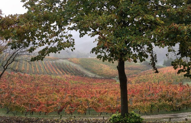Cascina Bertolotto Wine Resort. - Foto 30