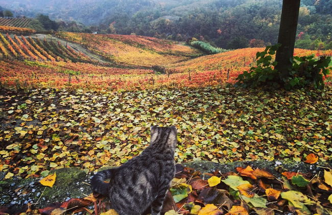 Cascina Bertolotto Wine Resort. - Foto 35