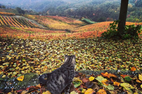 Photo 35 - Cascina Bertolotto Wine Resort.