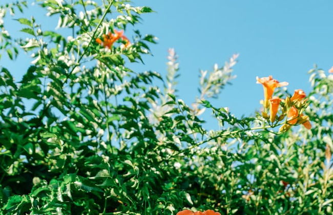 Beautiful Village Bungalow - Photo 42