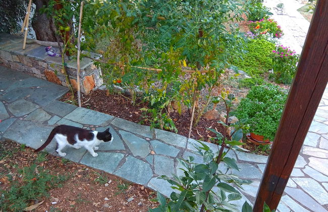 Flower Houses - Photo 29