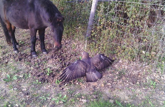 Artisti del Cavallo Tourism - Foto 26