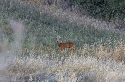 Photo 44 - Vento Dorcia