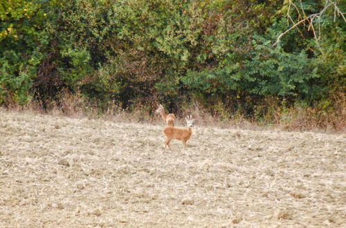 Photo 37 - Vento Dorcia