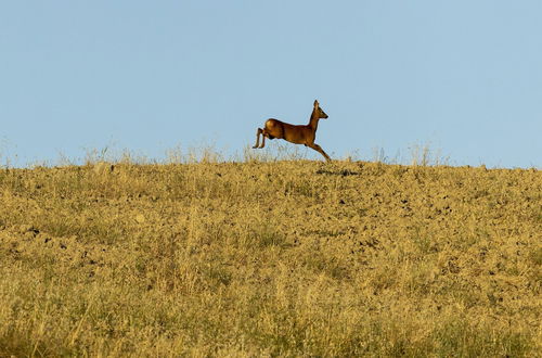 Photo 46 - Vento Dorcia