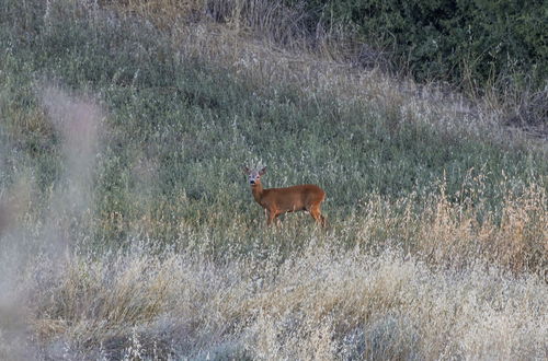 Photo 48 - Vento Dorcia