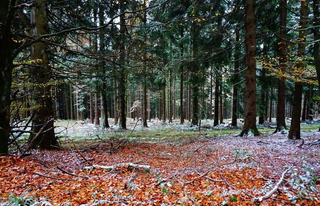 Large House in Winterberg in the Sauerland Region - Photo 65