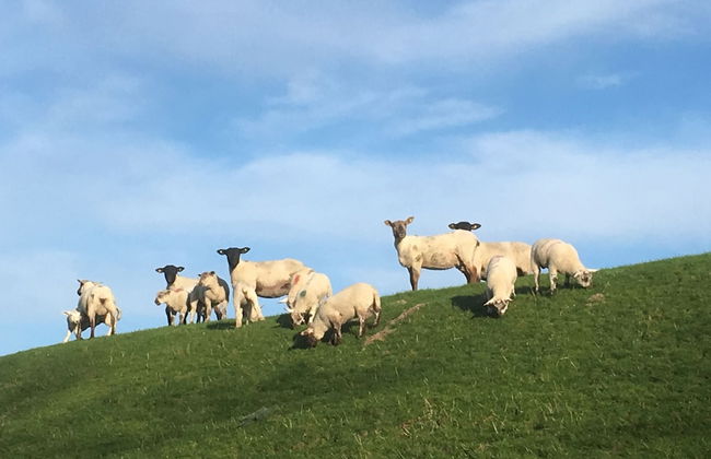 Landhaus Nordsee-Peerhuus - Foto 78