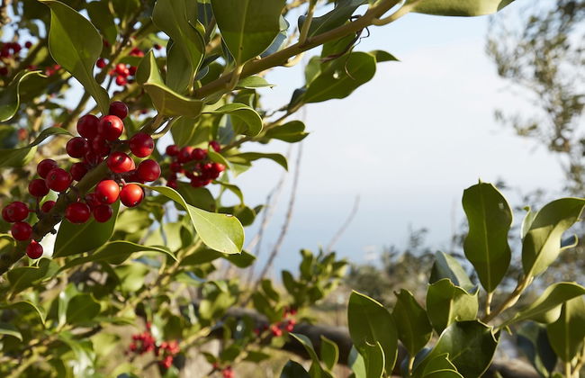 Villa Thea - Photo 25