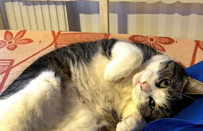 6 Person Holiday Home in Sollebrunn - Foto 24