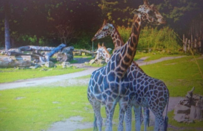 Holiday Home Am Dachsberg - Foto 11