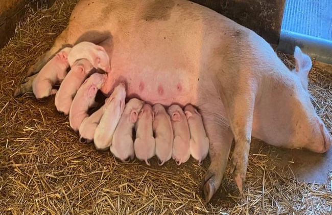 Farmhouse in De Heurne With Animal Farm - Foto 22