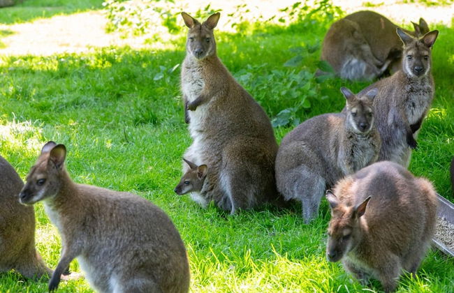 Cozy 4-person Stay at Rustenpolder - Foto 11