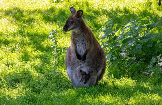 Cozy 4-person Stay at Rustenpolder - Foto 21