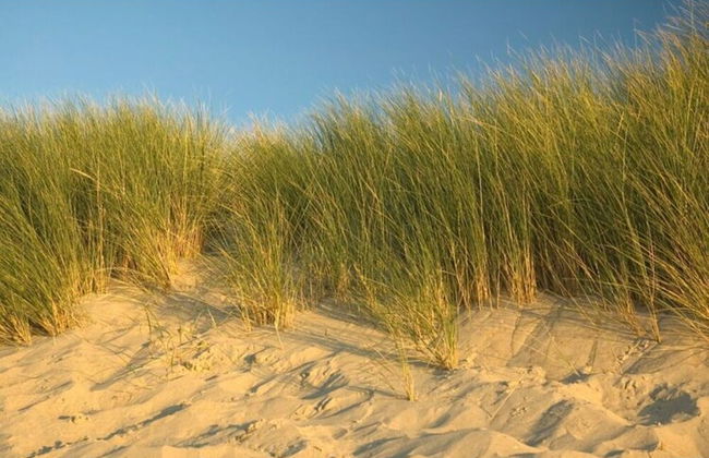 Holiday Home in Zeeland With Sauna - Foto 38