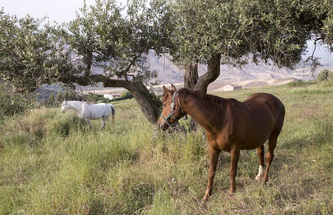 Equiturismo San Lorenzo - Villa KAMARA - Foto 10