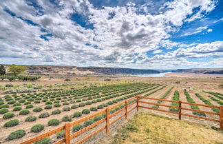 Photo 2 - Quincy Home on Lavender Farm w/ River Views