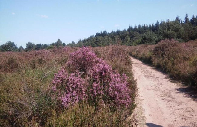 Detached Villa with Outdoor Fireplace near Veluwe - Foto 37