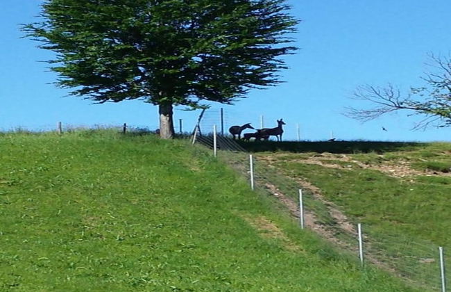 Appealing Apartment in Bad Bayersoien With Balcony - Foto 78