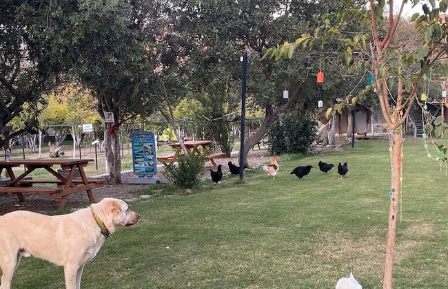 Bodrummasalicamping - Foto 19