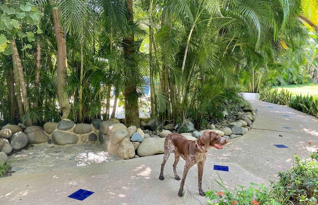 Villa Tortolas 5 Min Walk To La Ropa Beach - Photo 48