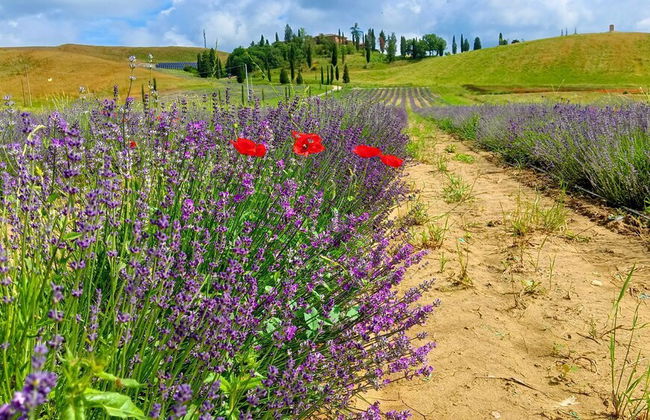 Tenuta d'Arbia - Foto 38