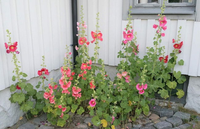 4 Person Holiday Home in Solvesborg - Foto 16