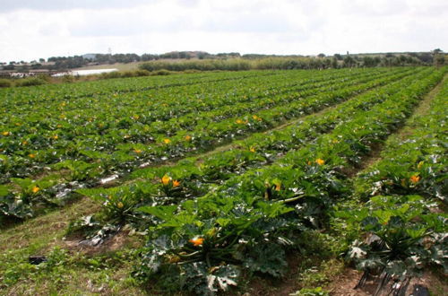 Photo 1 - Agricampeggio Maccari