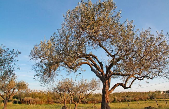 Agricampeggio Maccari - Foto 22