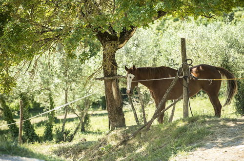 Foto 67 - Agriturismo Fattoria Lavacchio