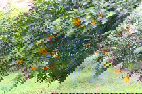 Photo 39 - Agriturismo Vulcano