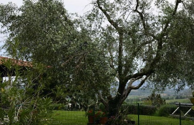 Casale Di Colle - Foto 24