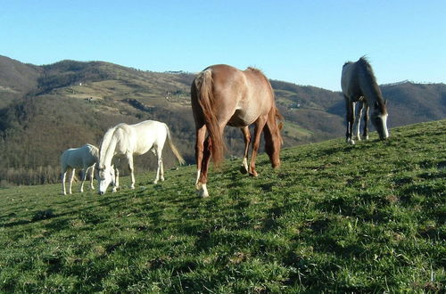 Foto 40 - Belvilla by OYO Farmhouse With Stables, Horses