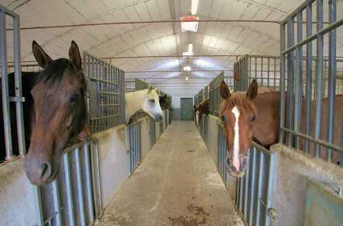 Photo 22 - Belvilla by OYO Farmhouse With Stables, Horses