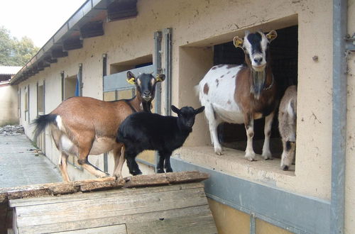 Photo 30 - Belvilla by OYO Farmhouse With Stables, Horses