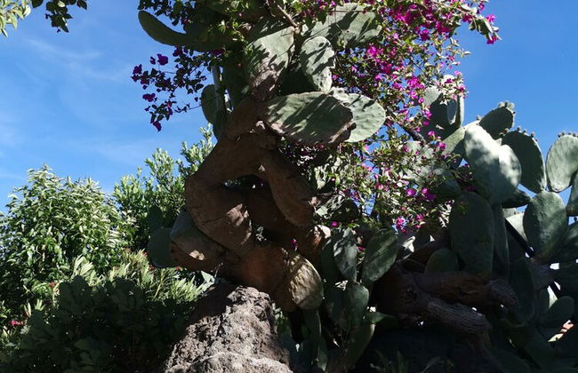 La Fattoria dei Nonni Resort dell'Etna - Foto 16