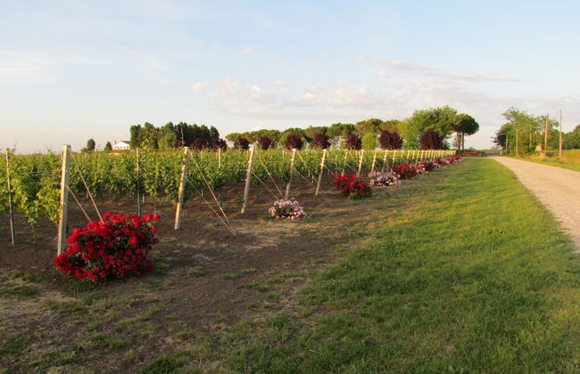 Agriturismo Le Cipressine - Foto 49