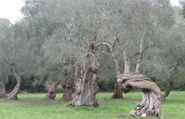 Tenuta Sant'Andrea - Foto 52