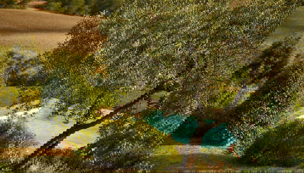 Quercia Rossa - Foto 1, Imagen principal