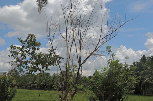 Photo 28 - Milk House Cottage Udawalawe