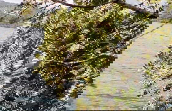 Mahun on the Lagoon Bungalows - Photo 20