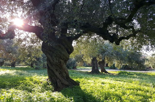 Photo 10 - House Surrounded by Olive Trees