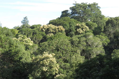 Photo 9 - Treehouse Cottage