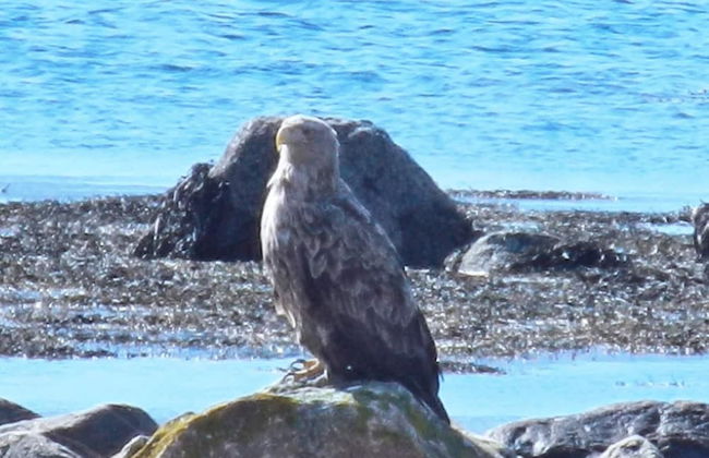 10 Person Holiday Home in Kaldfarnes-by Traum - Foto 14