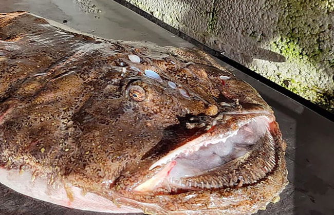 10 Person Holiday Home in Kaldfarnes-by Traum - Foto 18