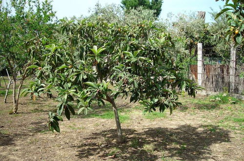 Foto 28 - Il Giardino sul Mare