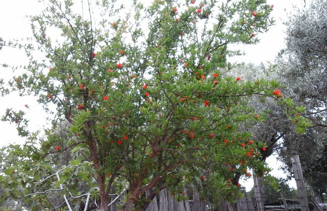 Il Giardino sul Mare - Foto 48